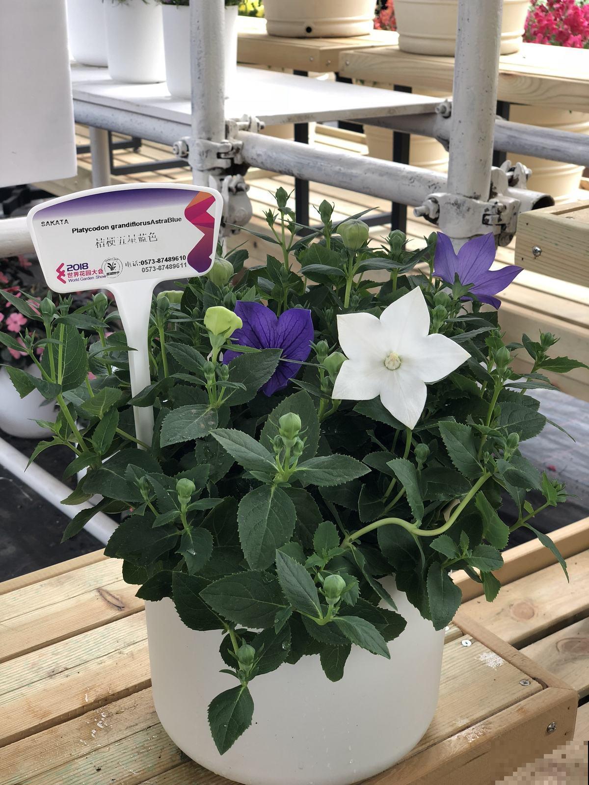 还在买洋桔梗?种桔梗吧,种子一撒,满盆全是小星星! 还在买洋桔梗?种桔梗吧,种子一撒,满盆全是小星星!