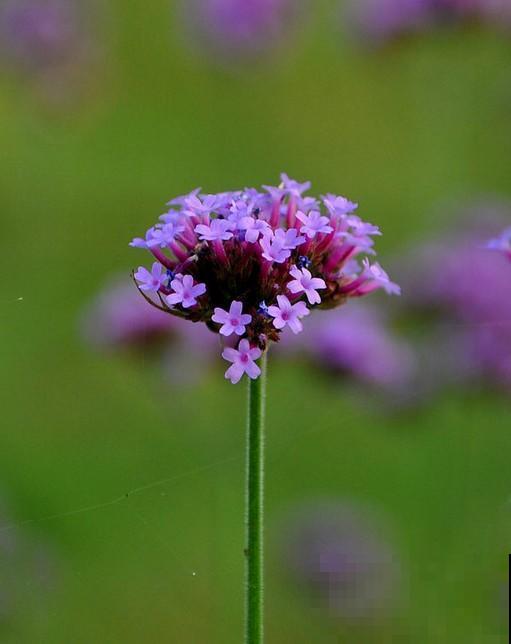想要梦幻？不用去普罗旺斯，1把马鞭草种子满足你！