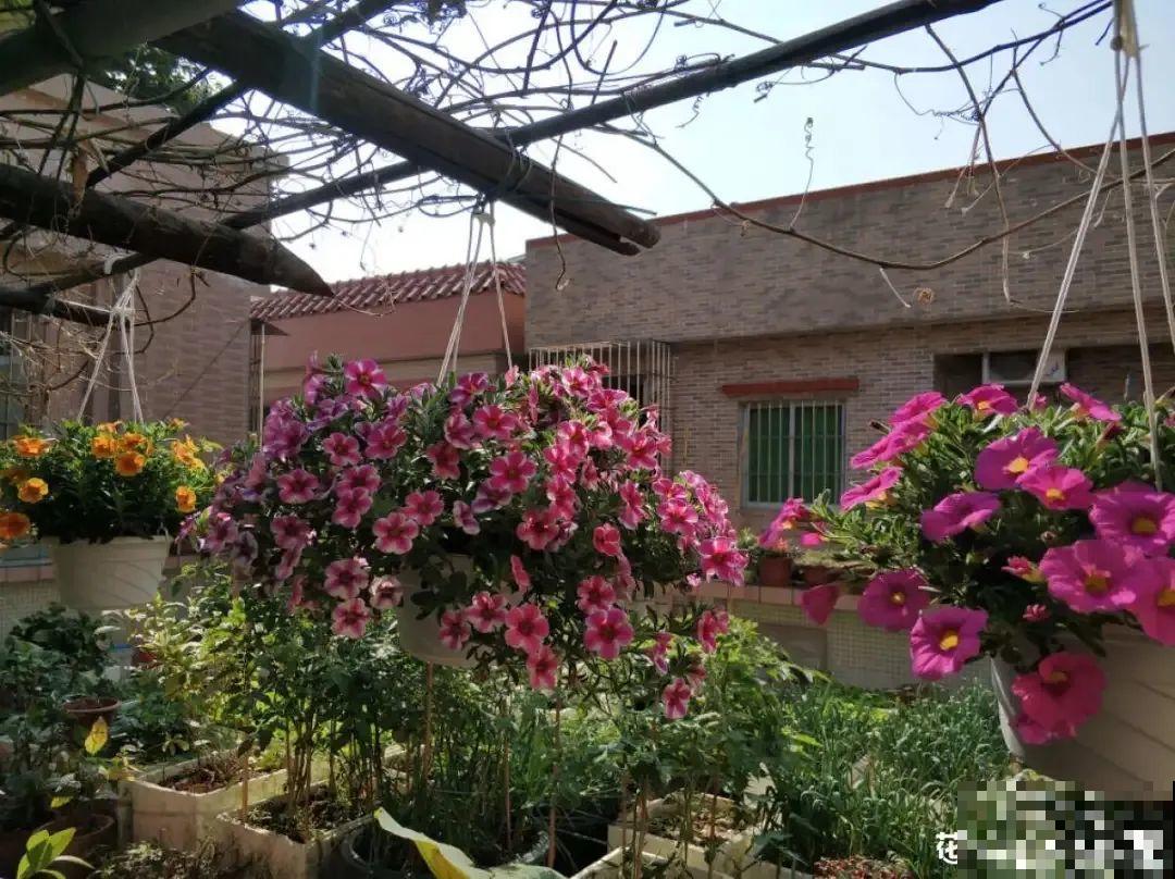 精致小草花，挂起来养，能开成花瀑布！