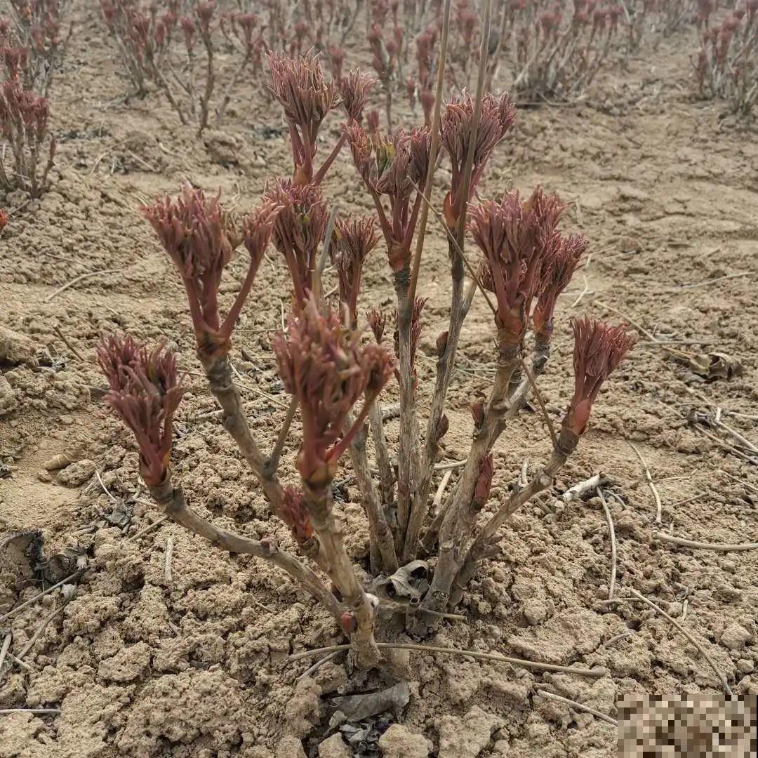 大家都爱养的花，其实只能秋天种，错过季节养不活！