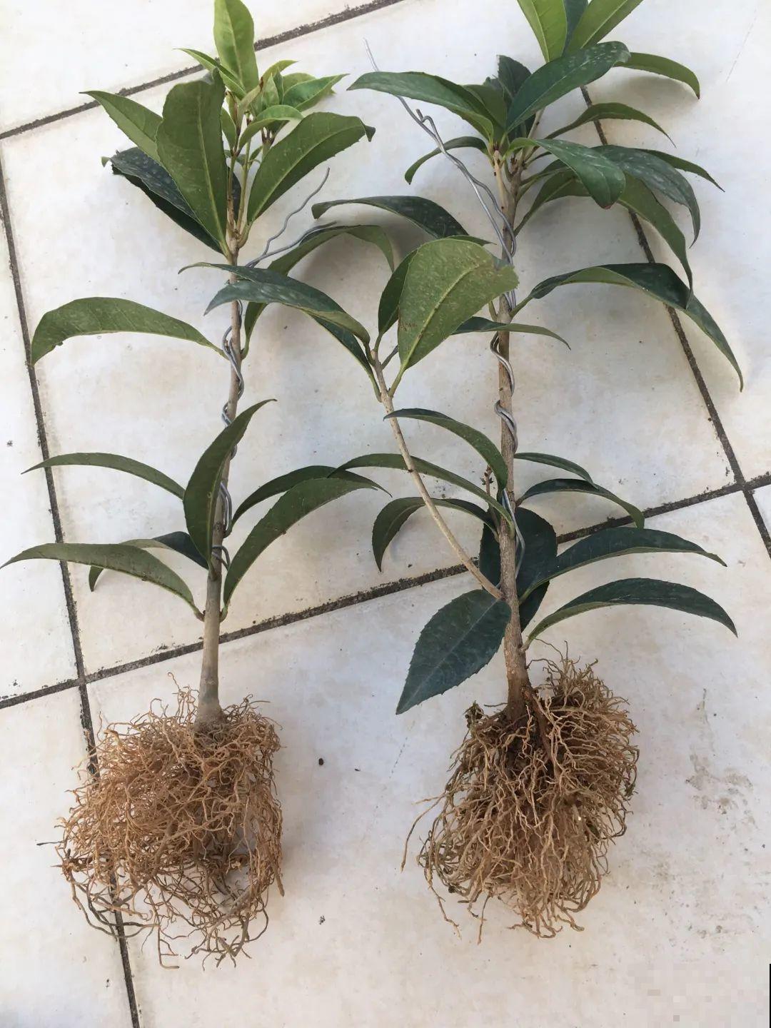 枝条不用扦插也能繁殖，环割一圈裹上土，塑料袋一包就能长根