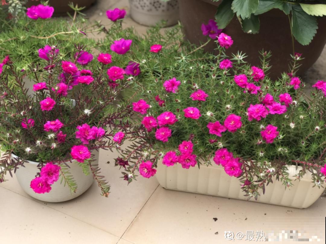 8种花,养小不养老,越老开花越少! 8种花,养小不养老,越老开花越少!