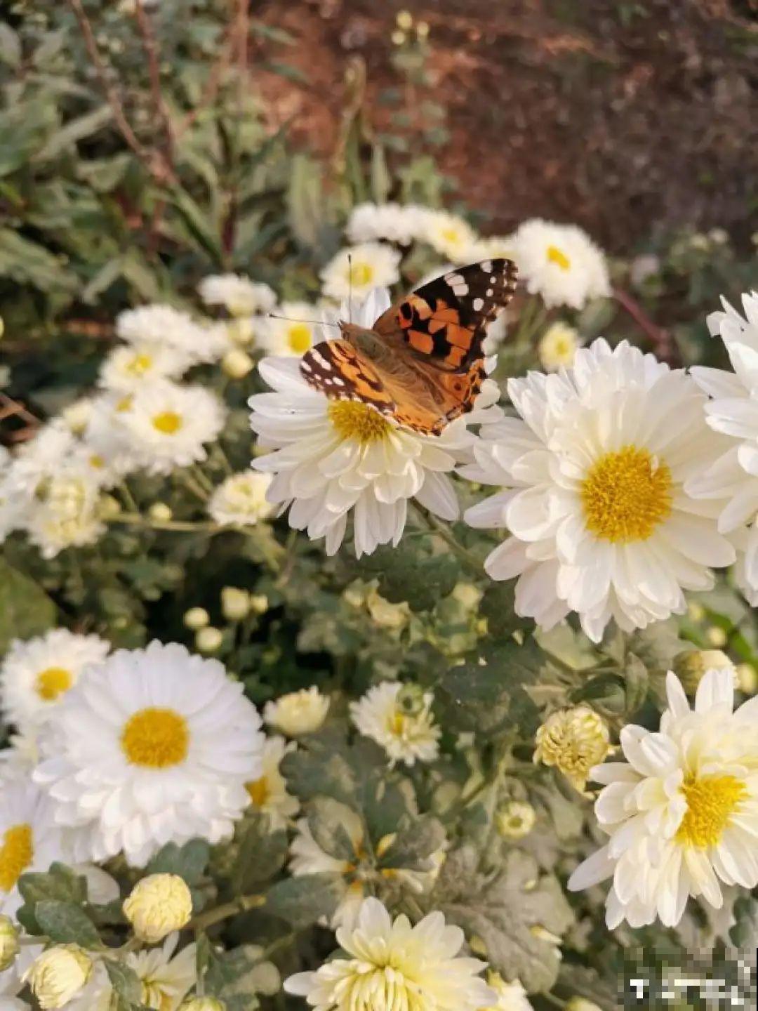 白色蜀葵竟被拦腰折断,说是因为颜色不吉利,真无语! 白色蜀葵竟被拦腰折断,说是因为颜色不吉利,真无语!
