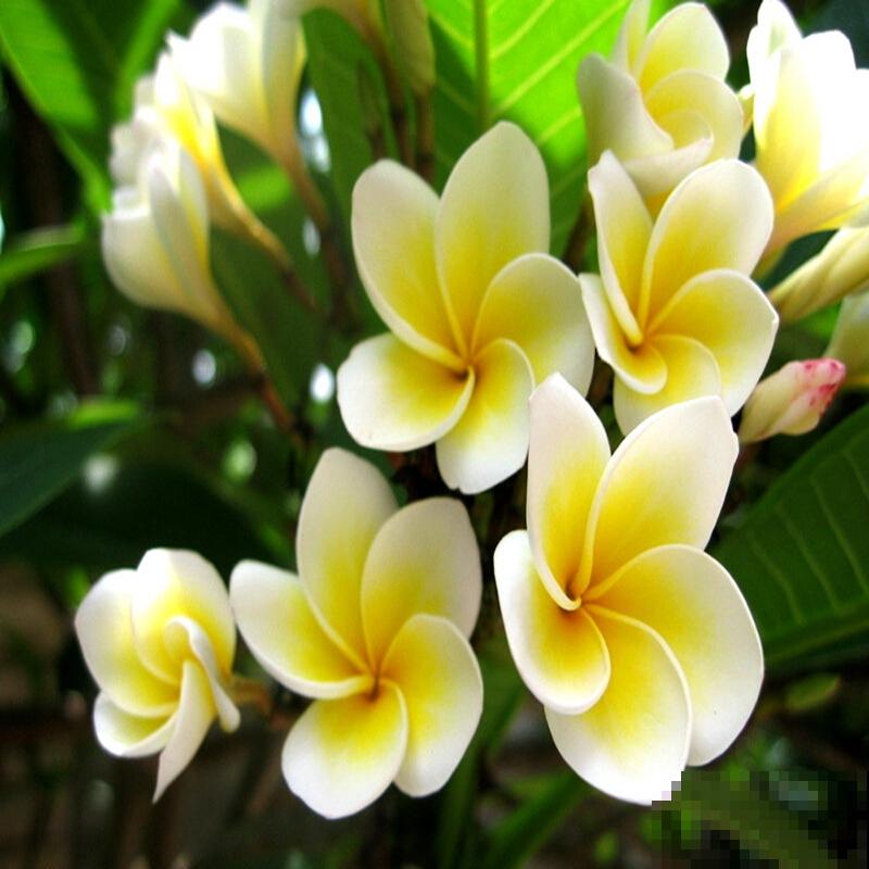 5种新颖的花，邻居没见过，养了你就被羡慕吧！