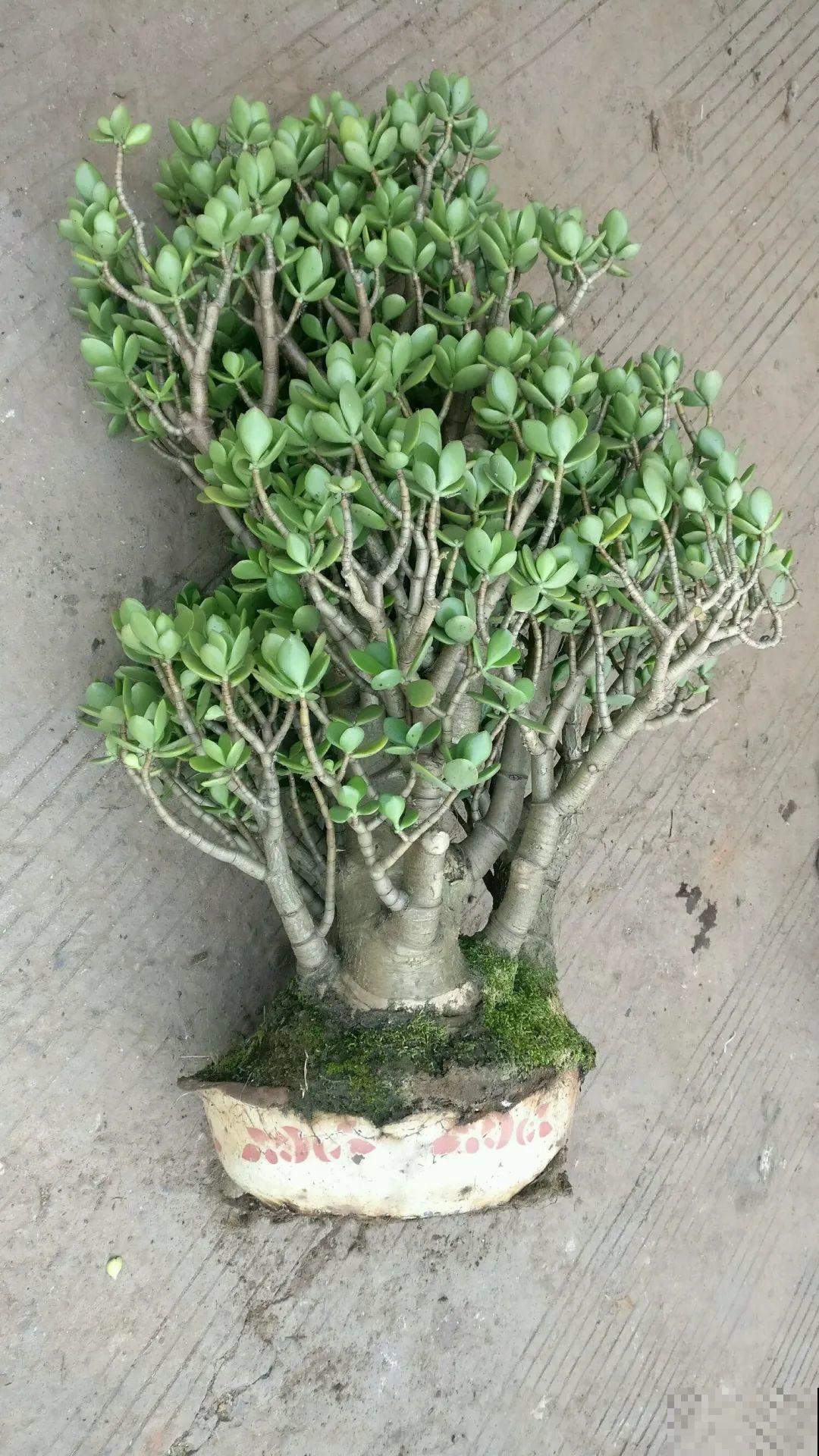 秋凉容易生虫子，月季招来害虫，必须赶紧换盆