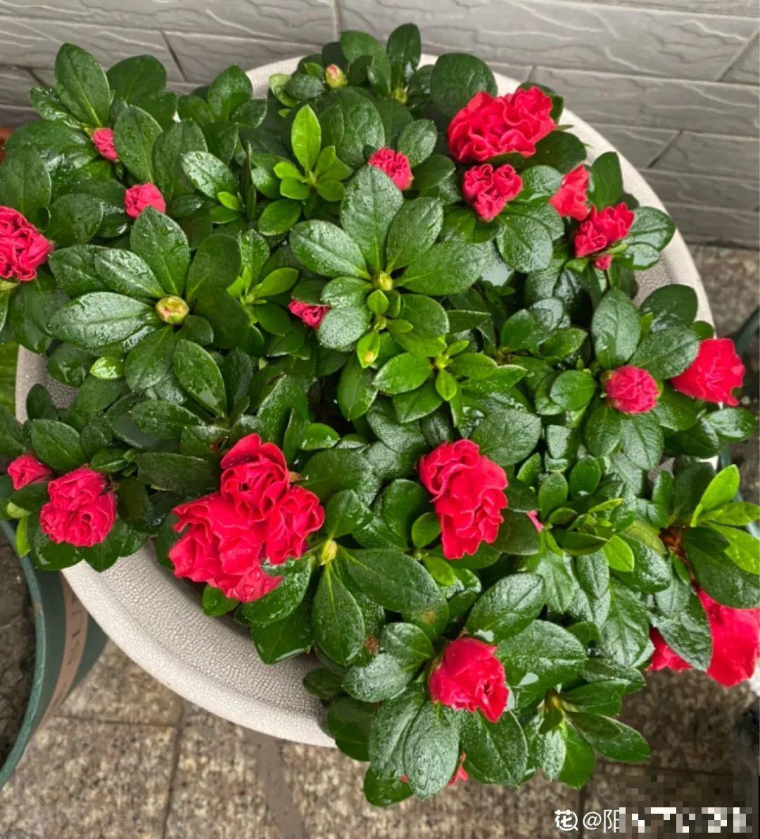 6种花,现在长的快,多浇水、勤施肥! 6种花,现在长的快,多浇水、勤施肥!