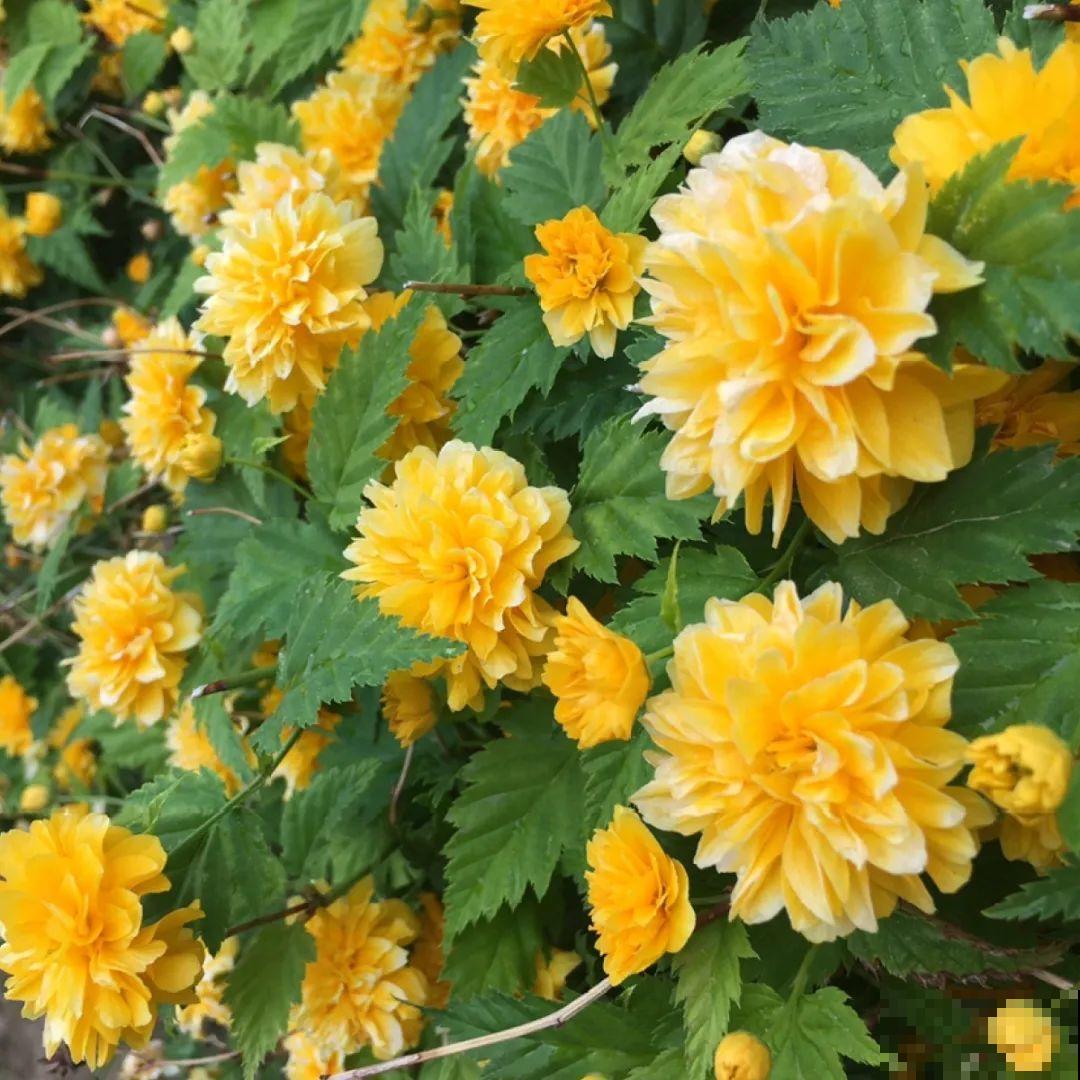 看图猜花名，100道题，测你的养花天分！