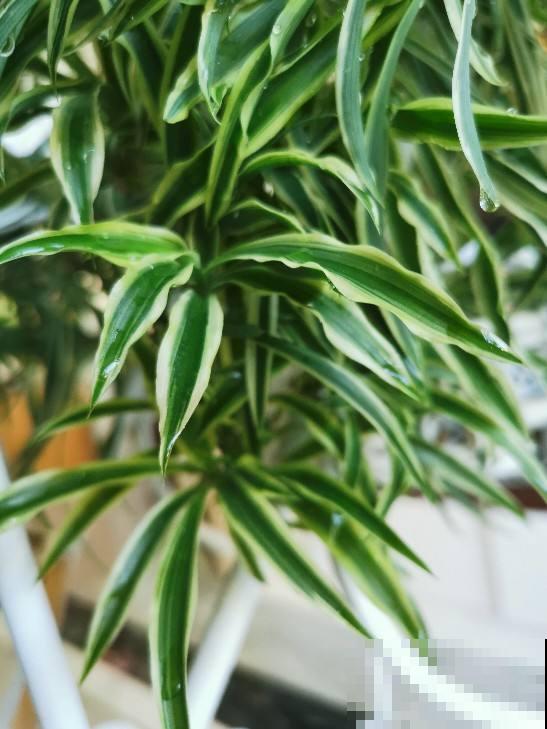 秋天是换盆好时机,花都睡醒了,换盆才能长得快 秋天是换盆好时机,花都睡醒了,换盆才能长得快