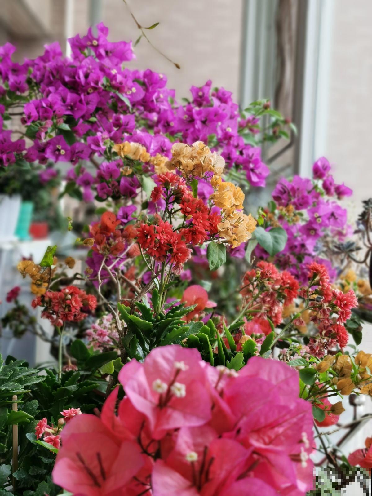 给三角梅扦插,选准秋天,来年花开一大片! 给三角梅扦插,选准秋天,来年花开一大片!