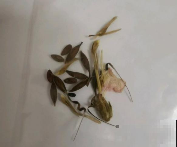 9月是最佳播种期,天竺葵从播种到开花,详细经验来啦! 9月是最佳播种期,天竺葵从播种到开花,详细经验来啦!