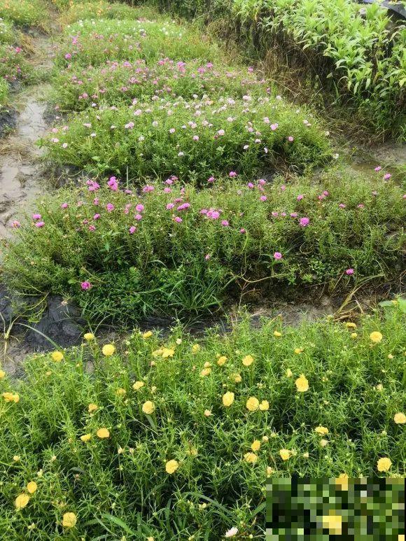 种花赚钱？要是有块地，真的发财了！