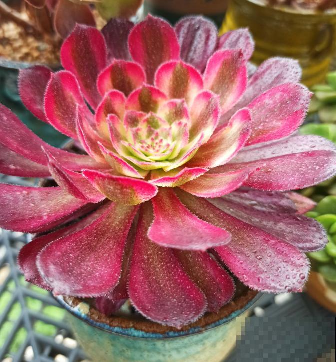 又到了法师最美的季节,个头大、颜色艳,比盆景都好看! 又到了法师最美的季节,个头大、颜色艳,比盆景都好看!