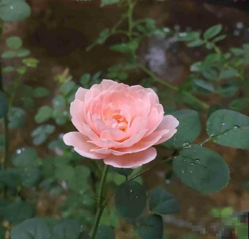 养瑞典女王要淡定,剪上几刀,花朵蹭蹭开! 养瑞典女王要淡定,剪上几刀,花朵蹭蹭开!