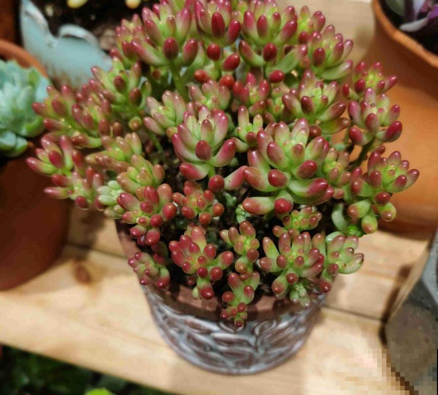 彩虹之玉这么养,肉嘟嘟,肥嫩嫩,红彤彤! 彩虹之玉这么养,肉嘟嘟,肥嫩嫩,红彤彤!