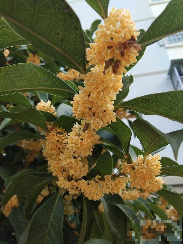 秋天桂花飘香,及时换盆,才能开花爆盆 秋天桂花飘香,及时换盆,才能开花爆盆