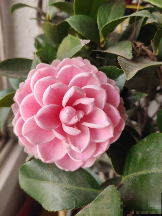 又到了养茶花的季节,给它喝点醋才能开花多,花苞个个开不停 又到了养茶花的季节,给它喝点醋才能开花多,花苞个个开不停