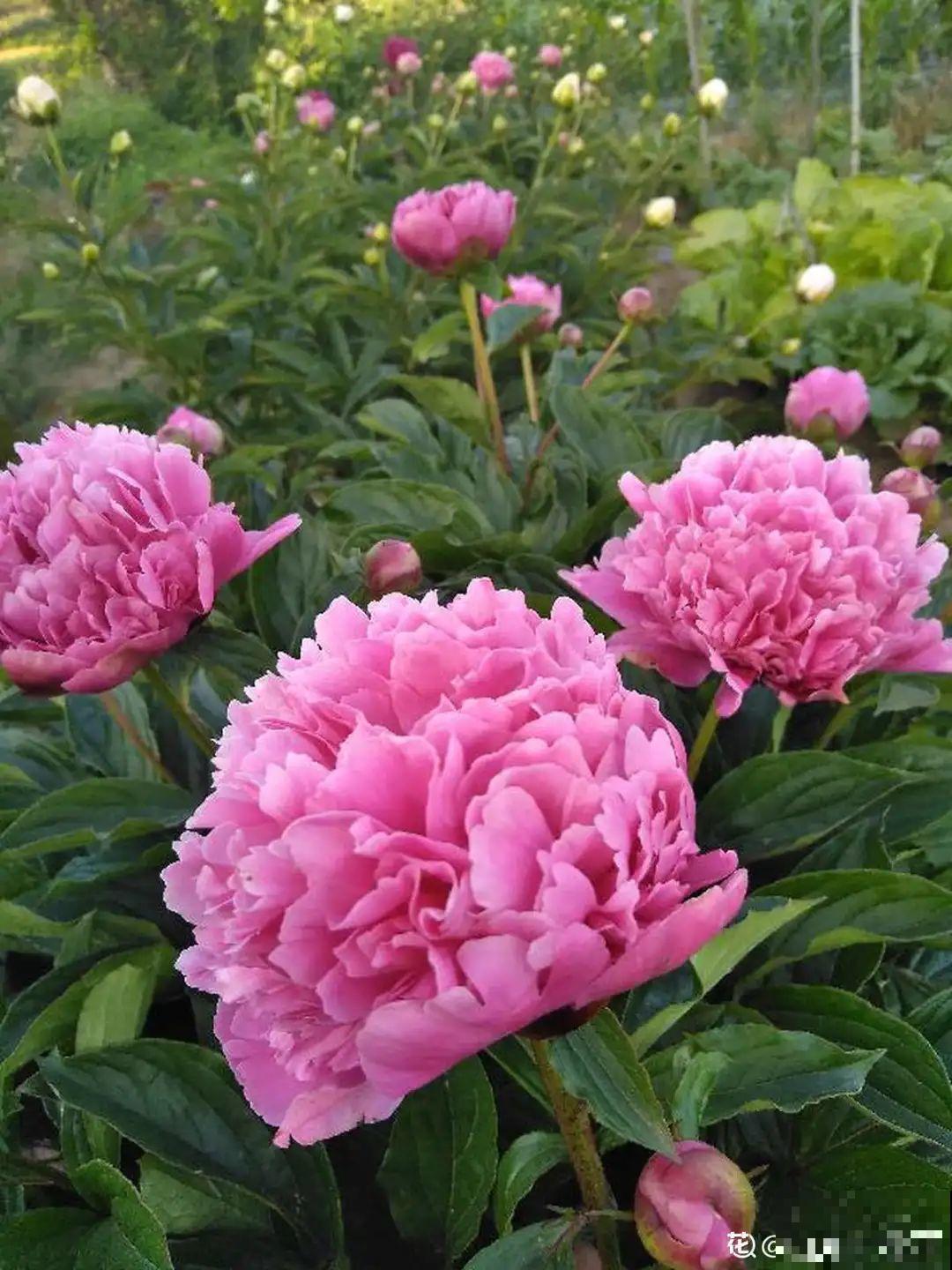 10种“好运花”，中国人最爱养，图个吉祥如意！