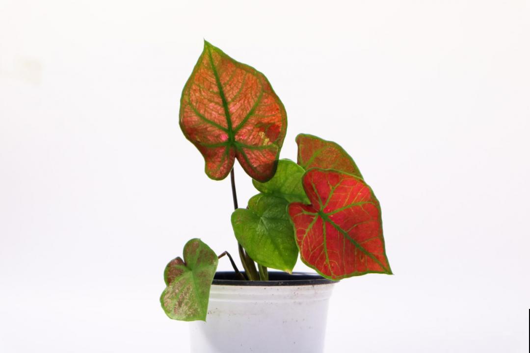 比绿萝还耐阴的花，叶子五彩斑斓，像打翻的调色板！