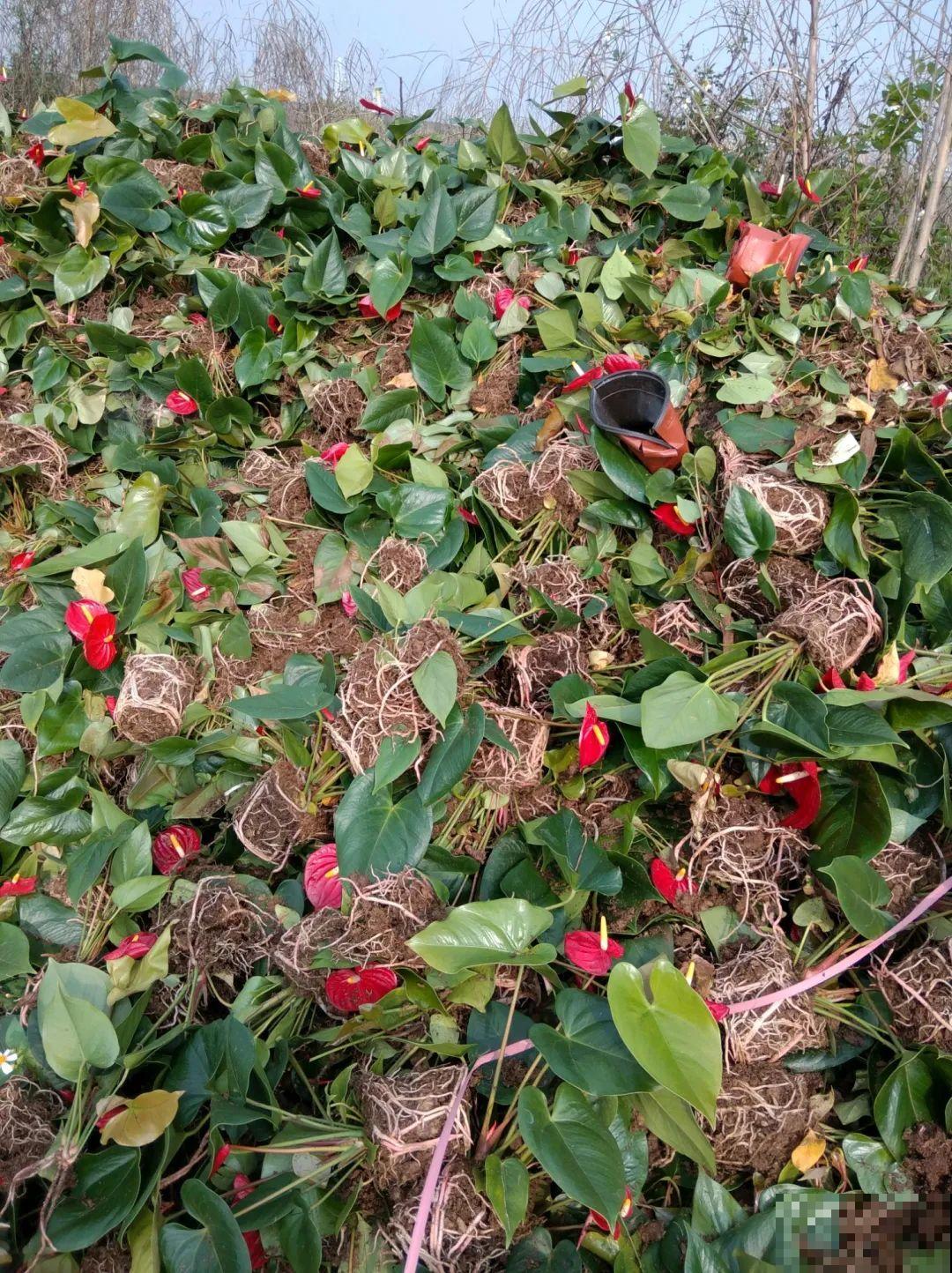 花堆成山,捡到手软,大麻袋都装不下了! 花堆成山,捡到手软,大麻袋都装不下了!