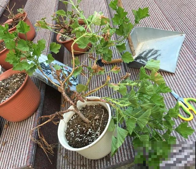 20种花,天凉了赶紧剪,来年开花有多又艳! 20种花,天凉了赶紧剪,来年开花有多又艳!