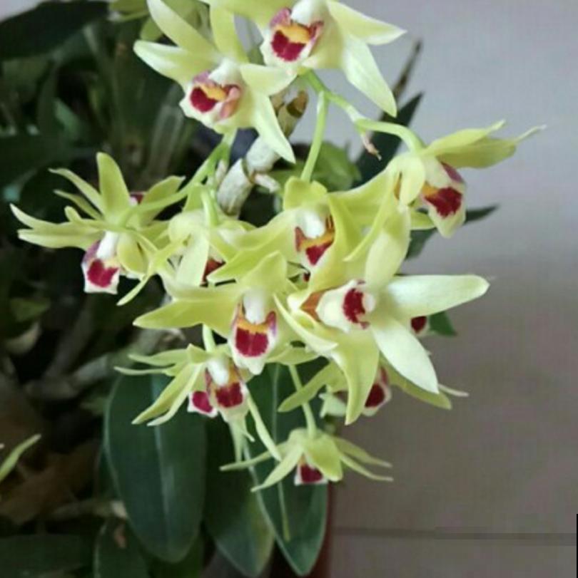 小众盆栽云南铁皮，把“黄金”种到家里，值大了！