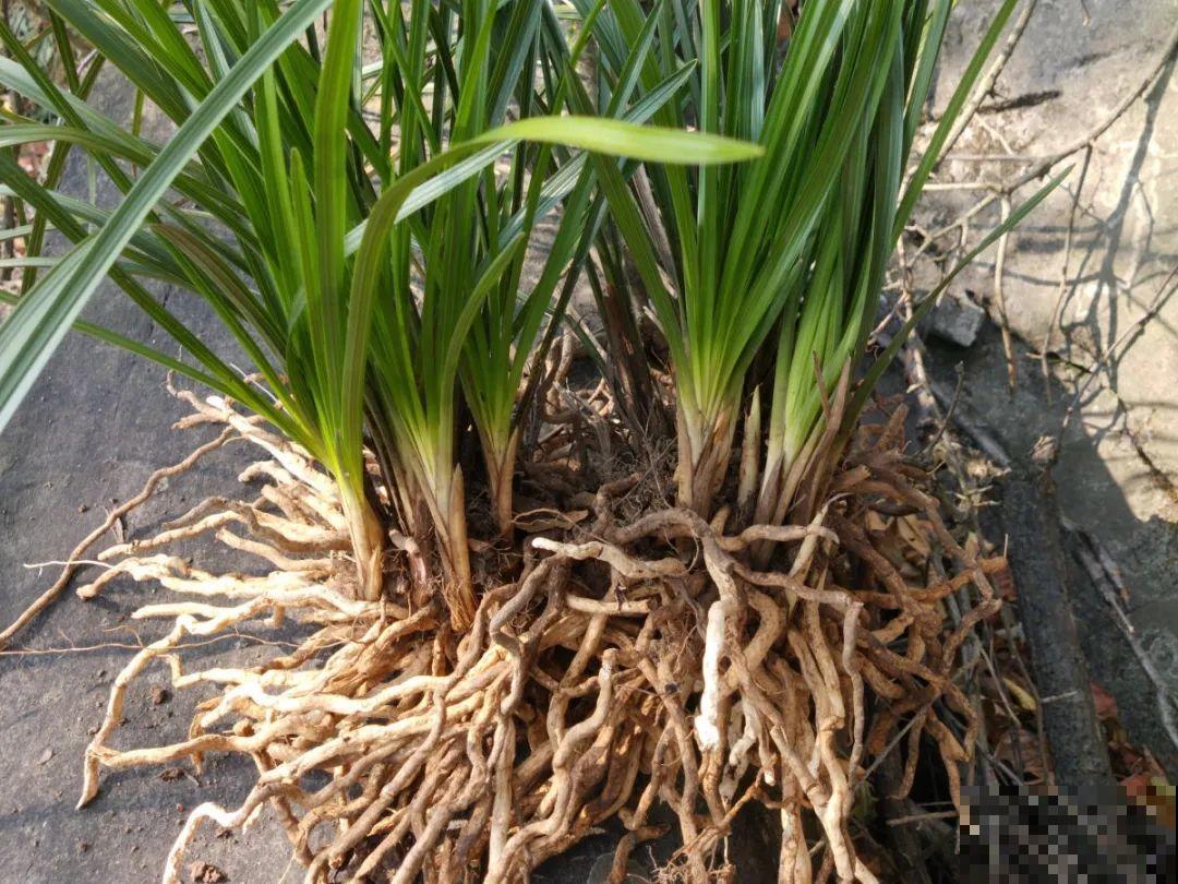这花千万别换盆，小心一换就死！