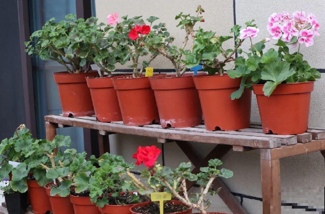 三伏已过,这花可以处理了,晚了错过开花! 三伏已过,这花可以处理了,晚了错过开花!