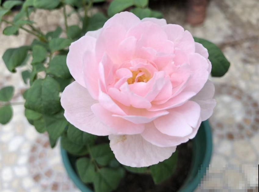 养瑞典女王要淡定，剪上几刀，花朵蹭蹭开！