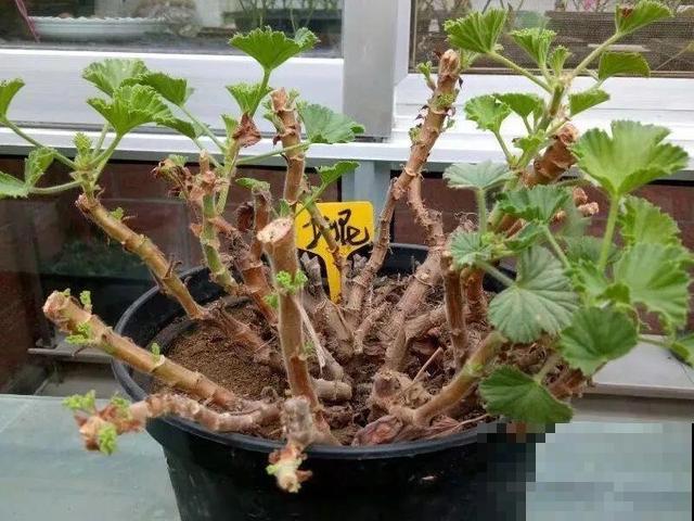 20种花,天凉了赶紧剪,来年开花有多又艳! 20种花,天凉了赶紧剪,来年开花有多又艳!