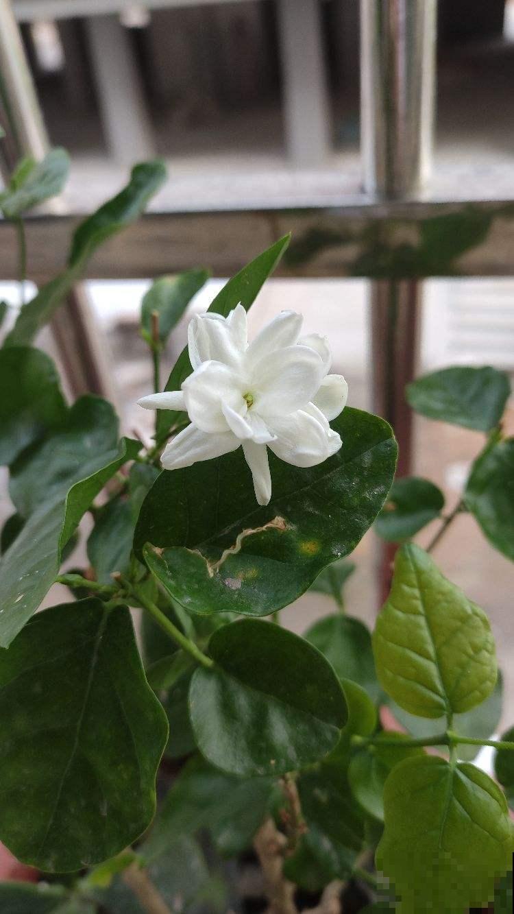 秋天干燥，家里养盆“润心”花，养生对身体好