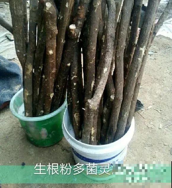 扦插有啥难？1根吸管，插活6盆花，太简单了！