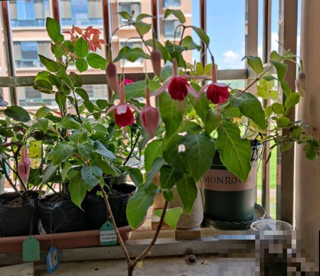 最适合各个地方养的花，快看你的家乡，适合养哪些花！