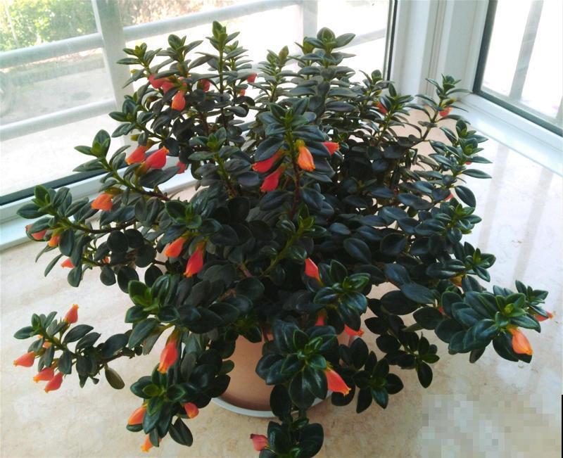 特俊的金鱼吊兰，金灿灿的，花朵一开就是一年！