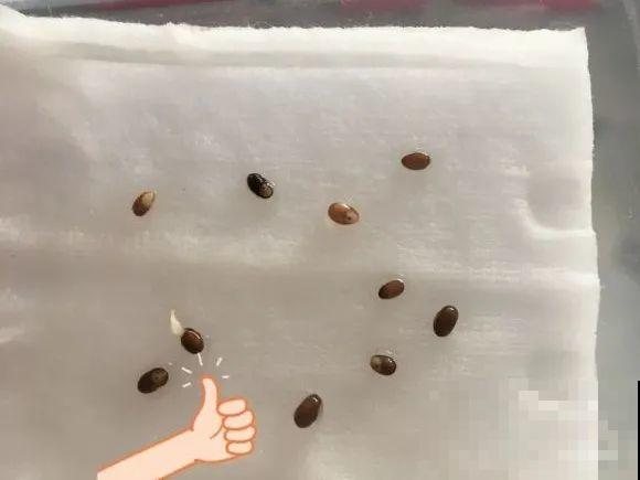 餐巾纸养花,成功率100%,简单又实用! 餐巾纸养花,成功率100%,简单又实用!