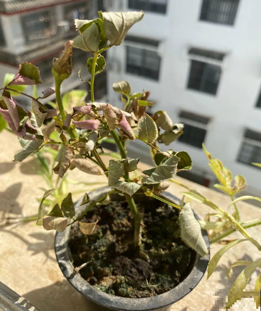 公认难养的花,养一盆死一盆,从来没有养活过! 公认难养的花,养一盆死一盆,从来没有养活过!