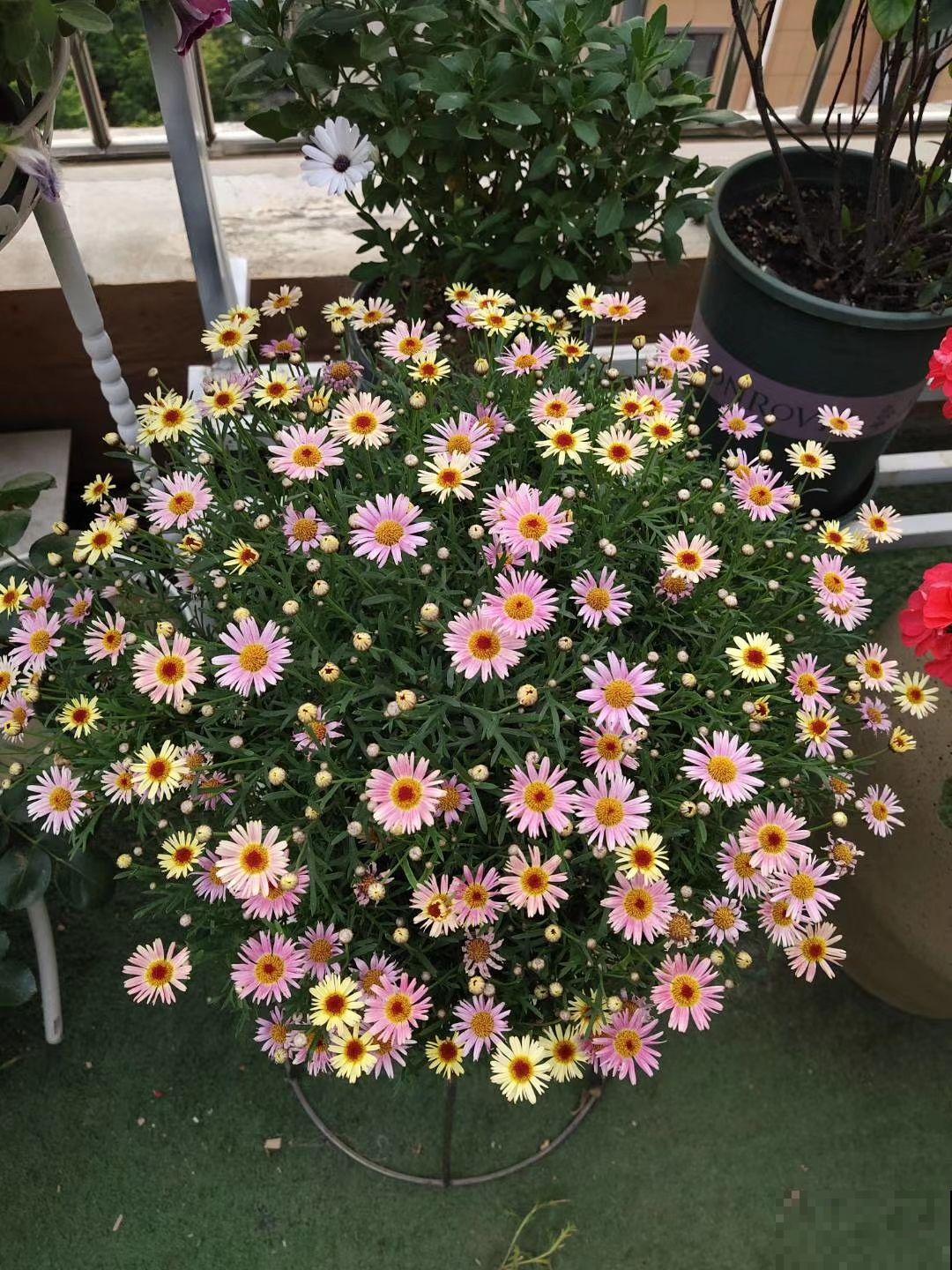 秋天可养的花不少,天竺葵一开就是一大团,好养还喜庆 秋天可养的花不少,天竺葵一开就是一大团,好养还喜庆