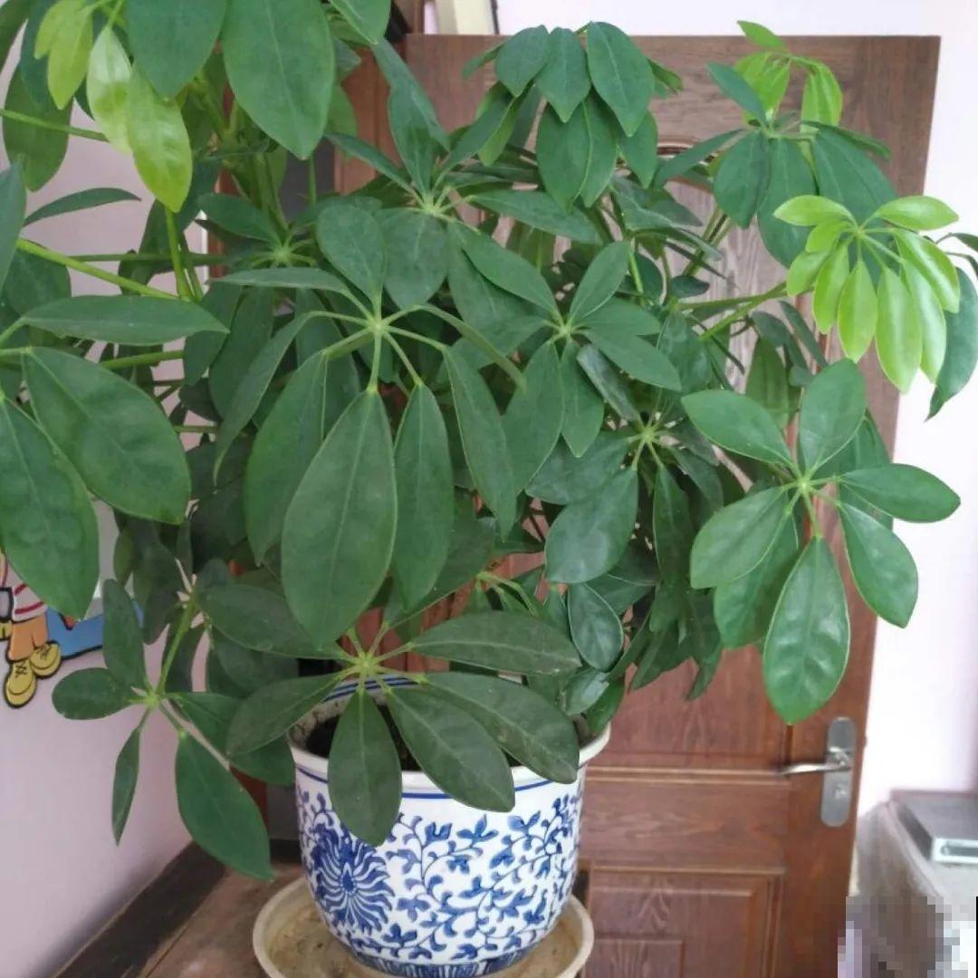 24种植物“净化器”,每个房间养一盆,太值了! 24种植物“净化器”,每个房间养一盆,太值了!