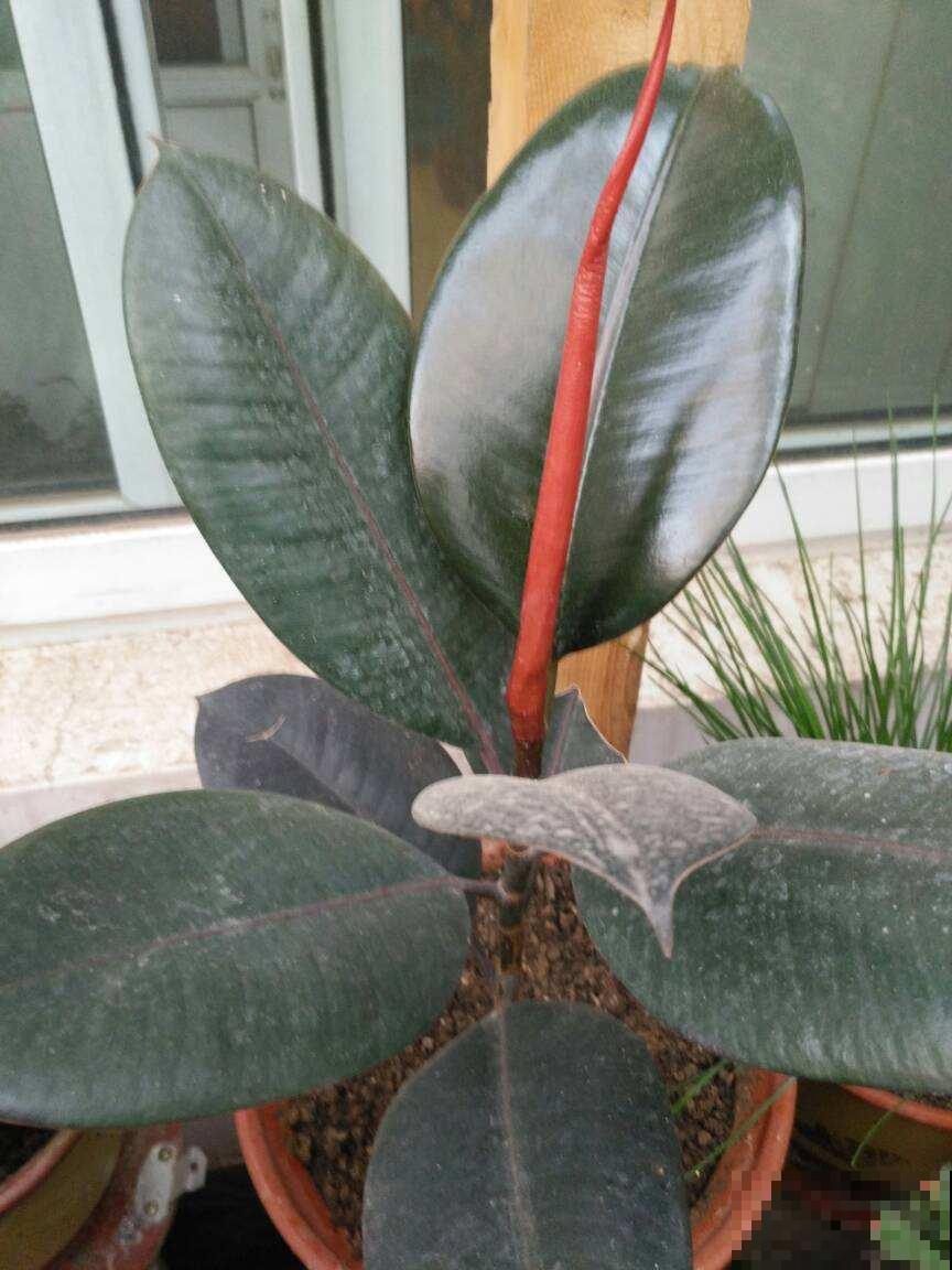 橡皮树入秋就掉叶，不能猛晒太阳，不然就叶子都灼伤了