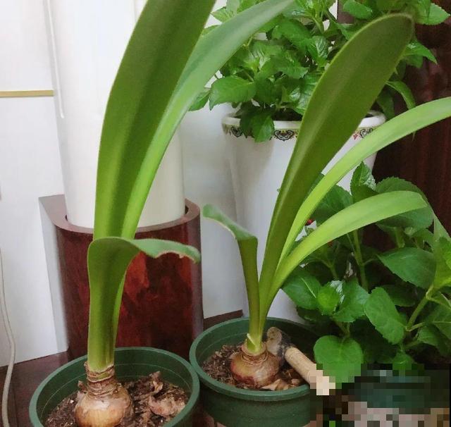 20种花,天凉了赶紧剪,来年开花有多又艳! 20种花,天凉了赶紧剪,来年开花有多又艳!