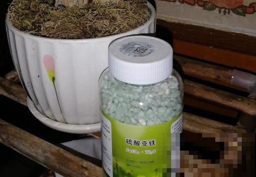 喜好酸口的5种花，无酸不欢，加点醋长爆盆！