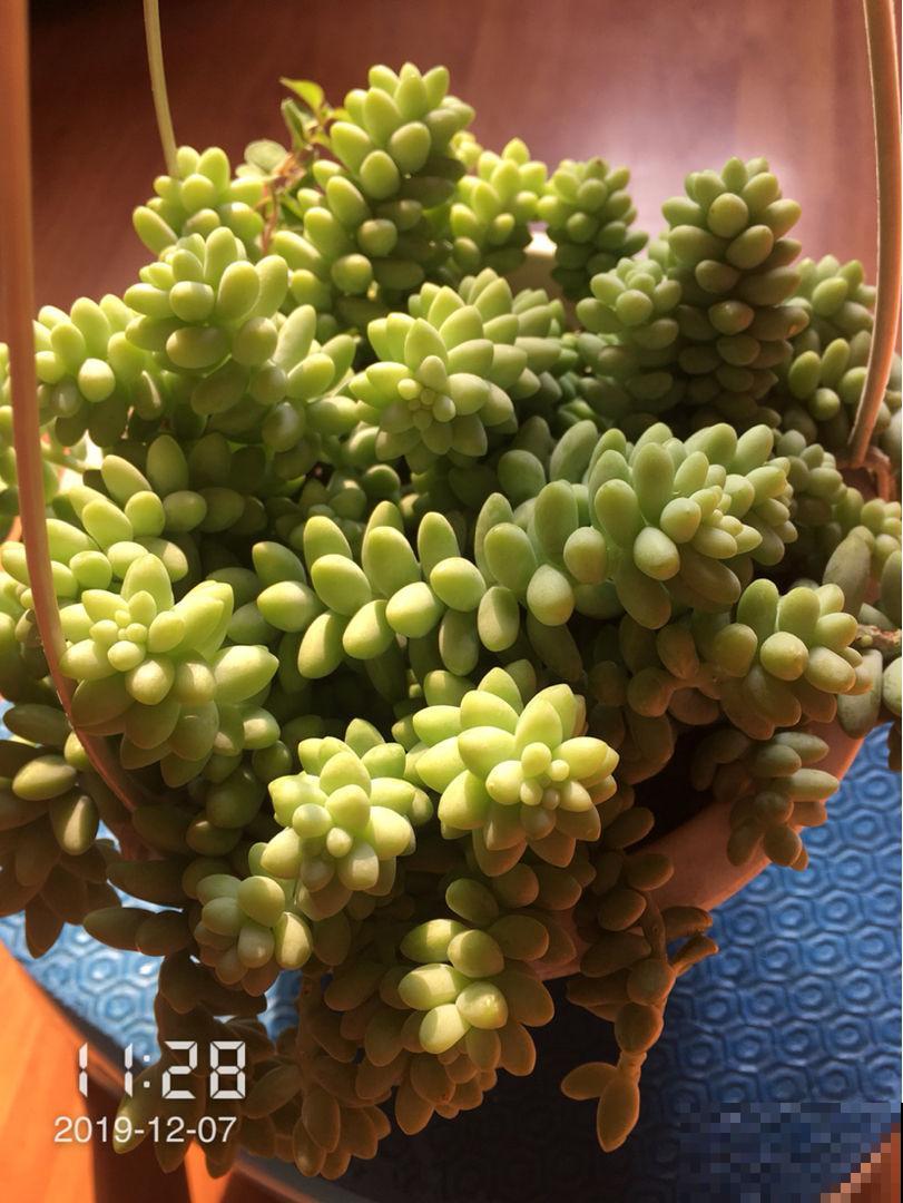 现在是多肉生长期，好养繁殖力强，入手超划算