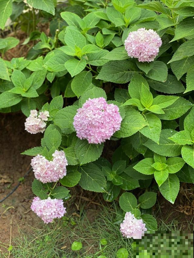 三角梅养在绿化带,呼呼蹿成大花树,养家里却不长个 三角梅养在绿化带,呼呼蹿成大花树,养家里却不长个