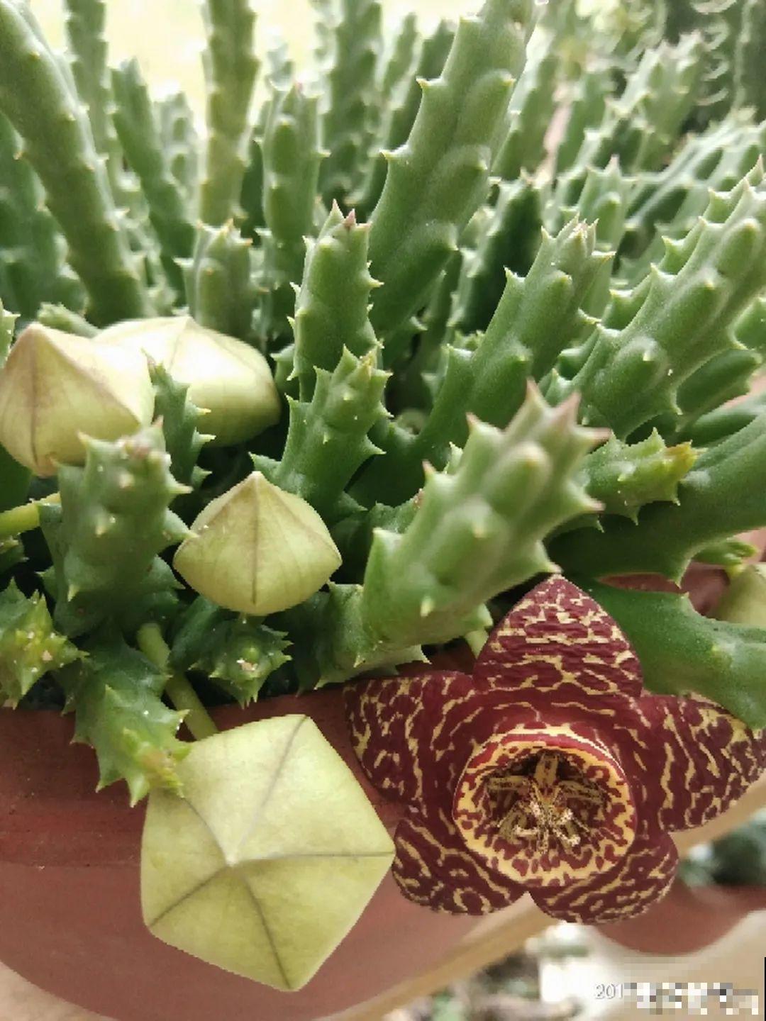 8种花再好看也别养,臭气熏天,恶心得吃不下饭! 8种花再好看也别养,臭气熏天,恶心得吃不下饭!