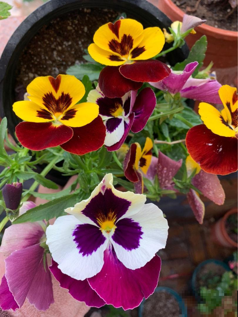 三色堇能开3种颜色,开花就像小蝴蝶,能开一秋天 三色堇能开3种颜色,开花就像小蝴蝶,能开一秋天