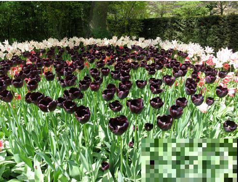 这些花一个比一个好看,但是大家都不喜欢,难道是不吉利? 这些花一个比一个好看,但是大家都不喜欢,难道是不吉利?