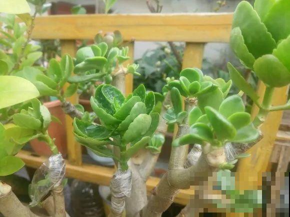 嫁接达人,玉树嫁接长寿上,花友直呼内行! 嫁接达人,玉树嫁接长寿上,花友直呼内行!