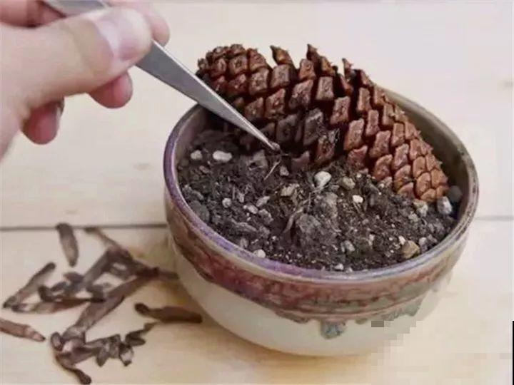 西红柿、玉米……埋土里，7天长成小森林，结出果子一大筐！