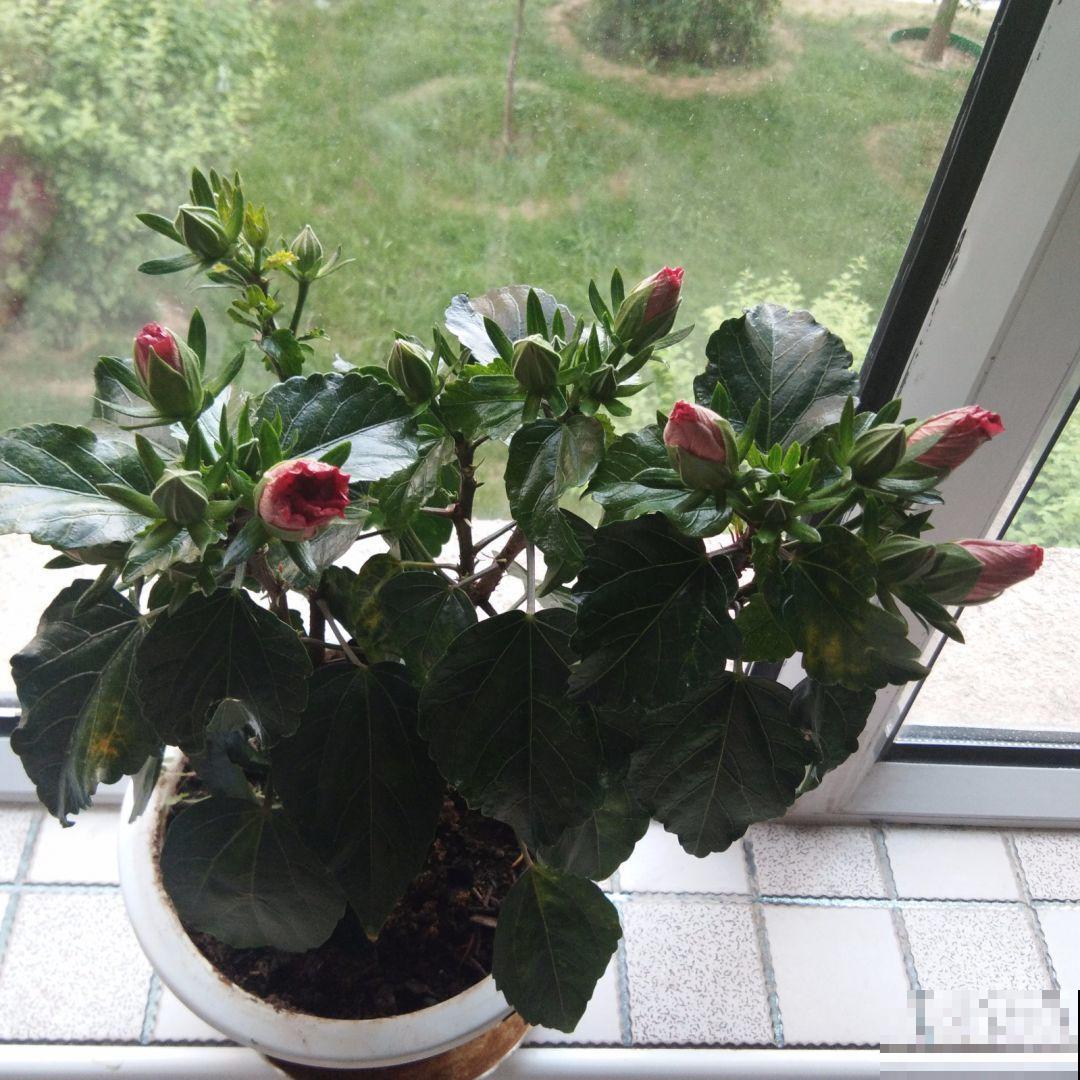 木槿花养不好?看这里,简单5点,满枝都是大花朵! 木槿花养不好?看这里,简单5点,满枝都是大花朵!