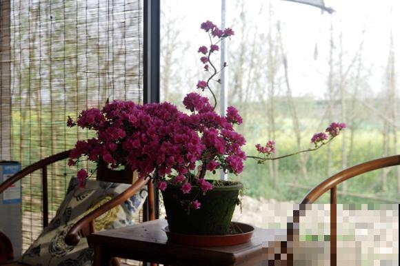 惊艳的6大盆景造型,中国植物艺术的巅峰,收藏起来! 惊艳的6大盆景造型,中国植物艺术的巅峰,收藏起来!