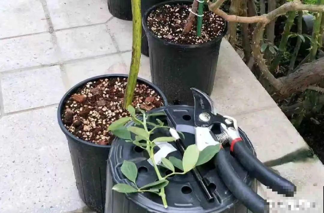 8根筷子绑一起,2个月变老桩,让你爱不释手! 8根筷子绑一起,2个月变老桩,让你爱不释手!